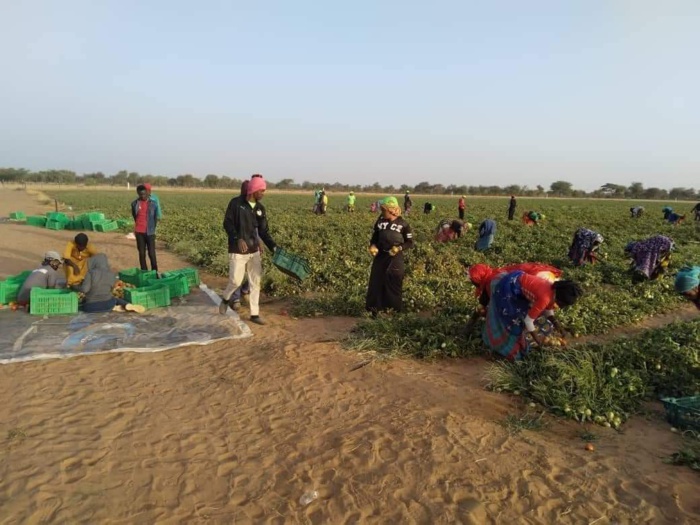 Dac de Keur Momar Sarr : 7 mois après, les fruits tiennent les promesses des fleurs (Photos) Dac de Keur Momar Sarr : 7 mois après, les fruits tiennent les promesses des fleurs (Photos)