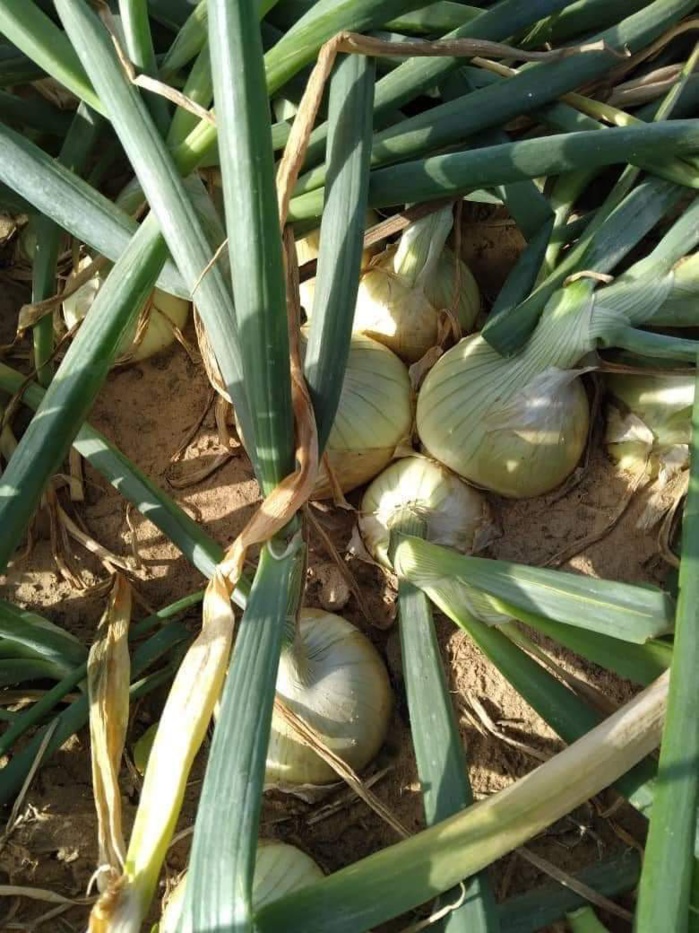 Dac de Keur Momar Sarr : 7 mois après, les fruits tiennent les promesses des fleurs (Photos) Dac de Keur Momar Sarr : 7 mois après, les fruits tiennent les promesses des fleurs (Photos)