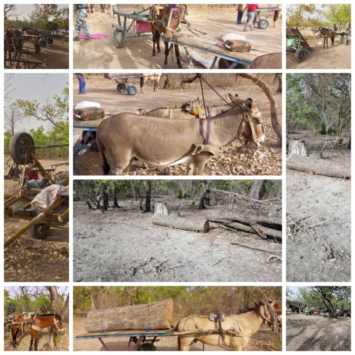 Trafic de bois à Kolda : un mort lors d’un accrochage entre des trafiquants présumés et des agents des eaux et forêts Trafic de bois à Kolda : un mort lors d’un accrochage entre des trafiquants présumés et des agents des eaux et forêts