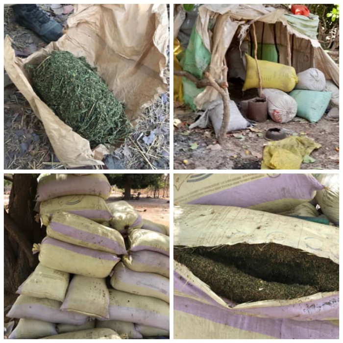 Casamance : une dizaine de sacs de chanvre saisis auprès du MFDC Casamance : une dizaine de sacs de chanvre saisis auprès du MFDC