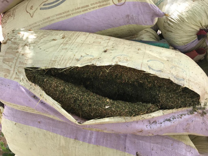 Casamance : une dizaine de sacs de chanvre saisis auprès du MFDC Casamance : une dizaine de sacs de chanvre saisis auprès du MFDC