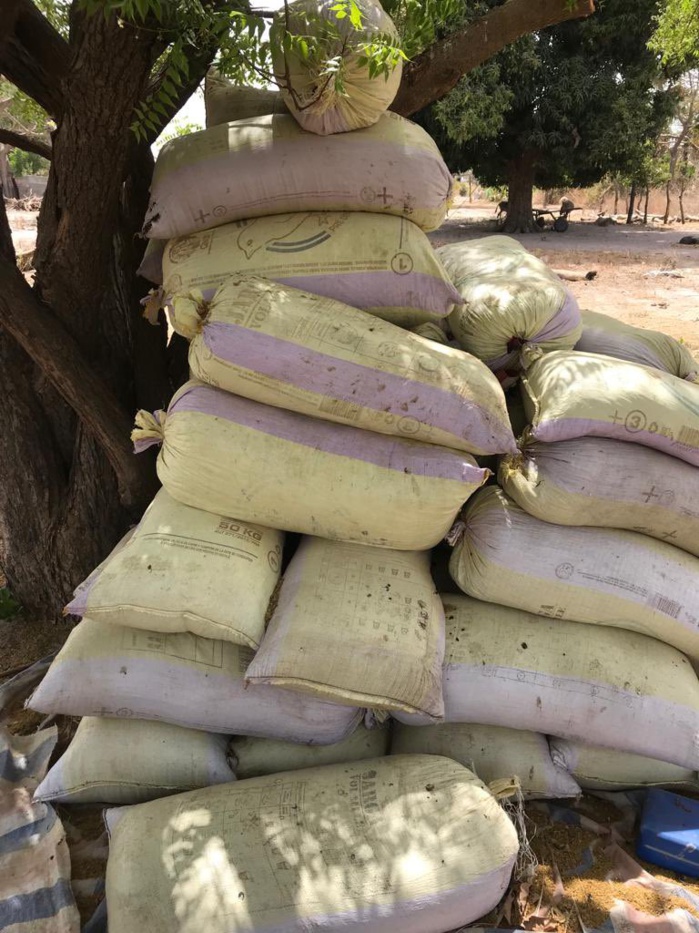 Casamance : une dizaine de sacs de chanvre saisis auprès du MFDC