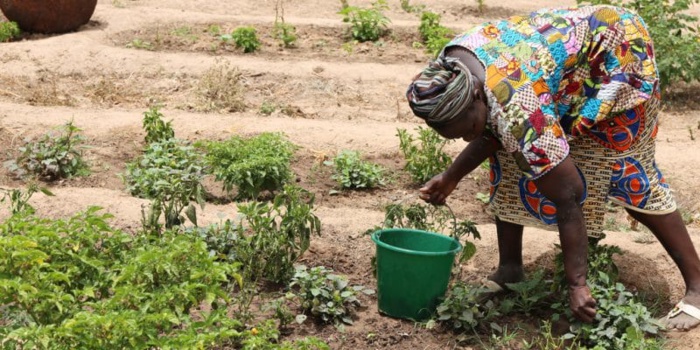 KOLDA : La Socodevi pour une amélioration de la production agricole. KOLDA : La Socodevi pour une amélioration de la production agricole.