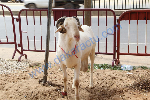 Tabaski : Ces efforts consentis par le gouvernement pour rendre accessible le mouton et alléger le prix de l’aliment de bétail.