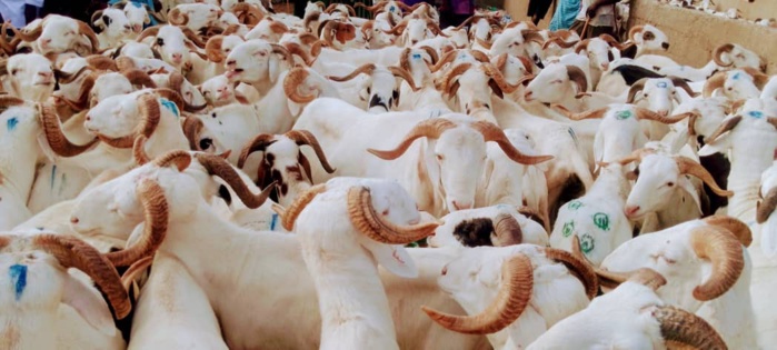 Foirail de Missira Wadène : 17.000 têtes de mouton enregistrées.