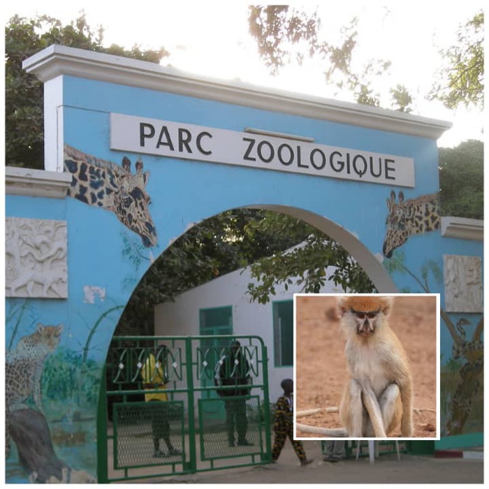 Un singe « patass roux » s'échappe et blesse une dame au Parc Hann: « c’est un sabotage, quelqu'un est venu soulever la cage de sécurité du primate…nous avons pris les mesures pour la Dame jusqu’à ce que… » (Source ministère)