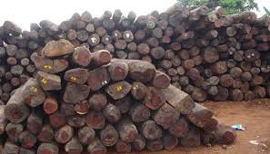 La Gambie annonce la suspension de l'exportation de bois, sur fond d'accusations de trafic