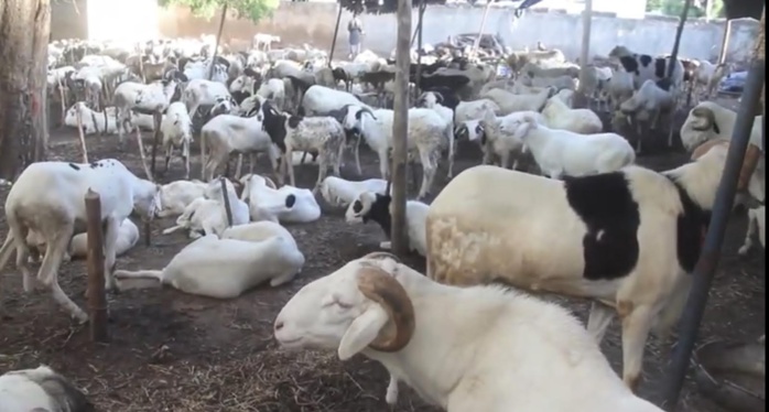 TABASKI À TOUBA - Serigne Sidy Nar Diène donne au Khalife 270 moutons et 31 millions.