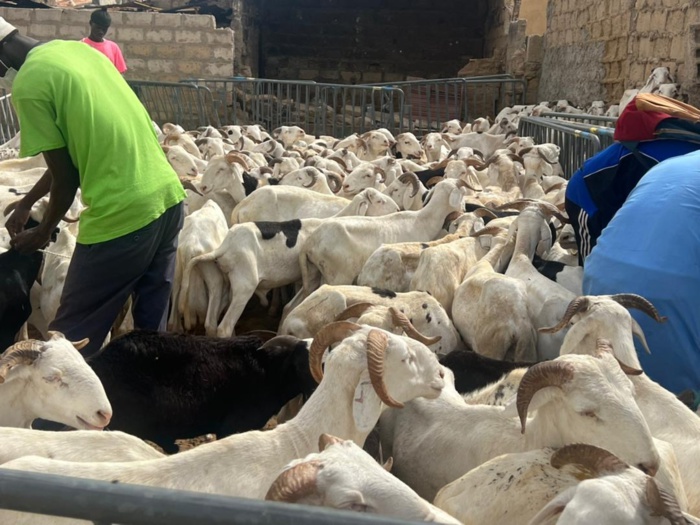 Tabaski 2022 : Le porte-parole de Médina Baye, Cheikh Mahi Aliou Cissé a distribué 450 moutons, 250 chèvres et 310 bœufs.