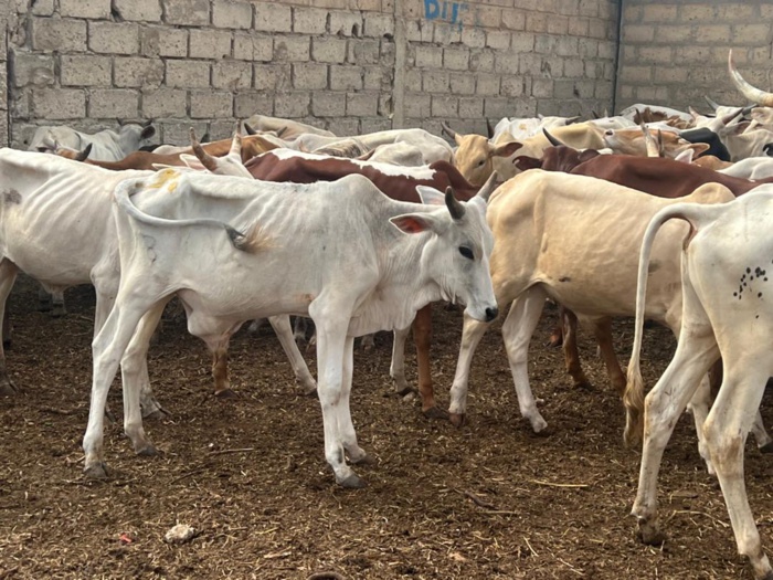 Tabaski 2022 : Le porte-parole de Médina Baye, Cheikh Mahi Aliou Cissé a distribué 450 moutons, 250 chèvres et 310 bœufs.