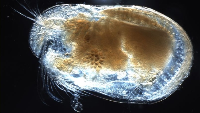 Des spermatozoïdes géants vieux de 17 millions d'années