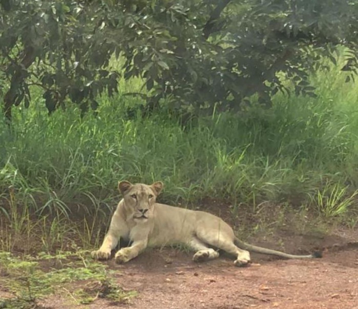 Urgent/Saraya: un lion égaré hante le sommeil des populations de l'axe Bambou-Sabodala