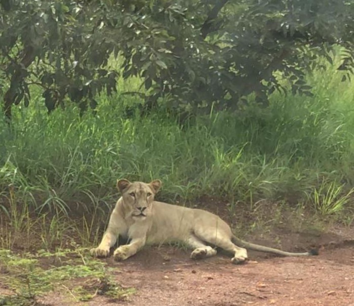 Urgent/ Saraya: un lion égaré hante le sommeil des populations de l'axe Bambou-Sabodala Urgent/ Saraya: un lion égaré hante le sommeil des populations de l'axe Bambou-Sabodala