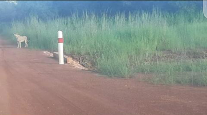 Kédougou : encore des lions aperçus entre Saraya et Nafadji. Kédougou : encore des lions aperçus entre Saraya et Nafadji.