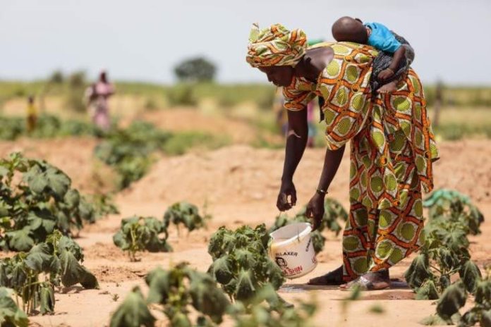 Production alimentaire et résilience : L'UE octroie 15 millions d'euros au Sénégal.