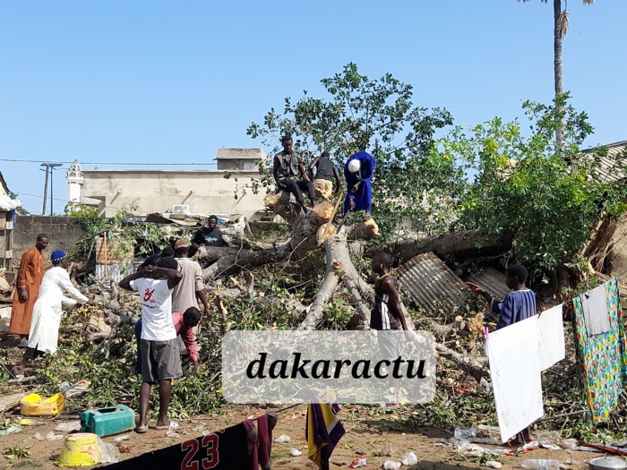 Fortes pluies à Kaolack: Un baobab s'effondre sur une maison: Une vingtaine de personnes de nationalité bissau- guinéenne blessée. Fortes pluies à Kaolack: Un baobab s'effondre sur une maison: Une vingtaine de personnes de nationalité bissau- guinéenne blessée.