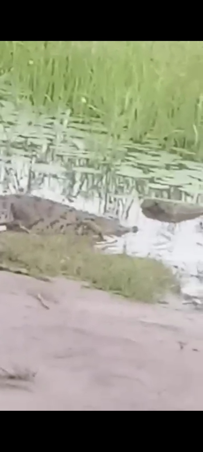 Commune de Kaolack : Un crocodile découvert dans une mare à Fass Ridwane.