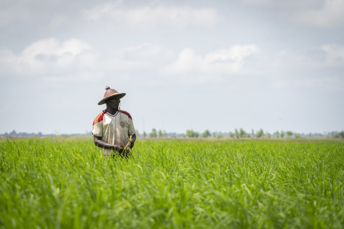 Mise en place d’une agropole dans quatre régions du centre du pays : Le Sénégal reçoit un prêt de plus de 63 millions d’euros… Mise en place d’une agropole dans quatre régions du centre du pays : Le Sénégal reçoit un prêt de plus de 63 millions d’euros…