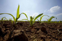 Agriculture : Le FNRAA mise sur la technologie à grande échelle pour impacter la croissance agricole au Sénégal