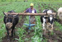 Capacitation des leaders paysans : Le CNCR  pour une meilleure compréhension de la gouvernance foncière