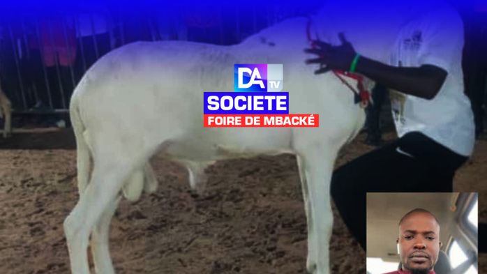 FOIRE DE MBACKÉ - Un mouton d’une valeur de 30 millions meurt en pleine présentation FOIRE DE MBACKÉ - Un mouton d’une valeur de 30 millions meurt en pleine présentation