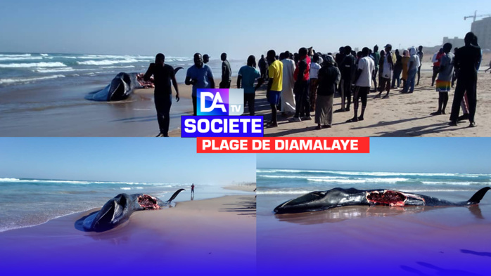 Plage de Diamalaye : Une baleine a échoué au large des côtes de la Cité