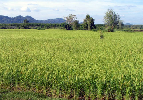 Autosuffisance en riz : 74 milliards injectés dans le PANAR en 2014 (coordonnateur)