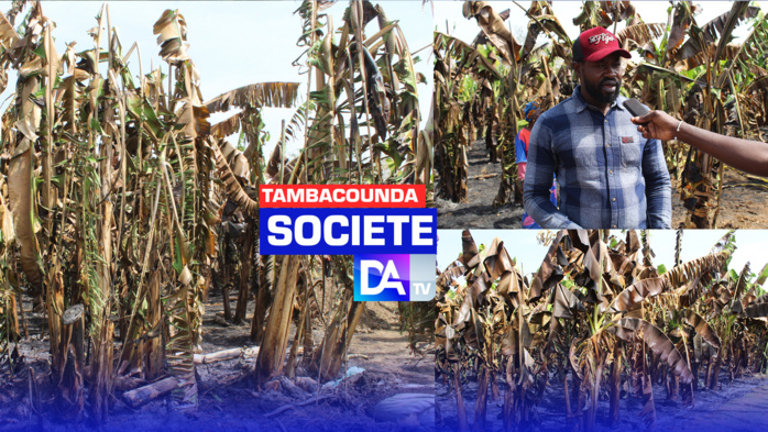 Tambacounda / Périmètre agricole de Wassadou : Un incendie emporte des dizaines d’hectares de bananiers. Tambacounda / Périmètre agricole de Wassadou : Un incendie emporte des dizaines d’hectares de bananiers.