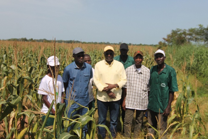SEFA (région de Sédhiou) : les douze mille tonnes de production de maïs ont trouvé acquéreur