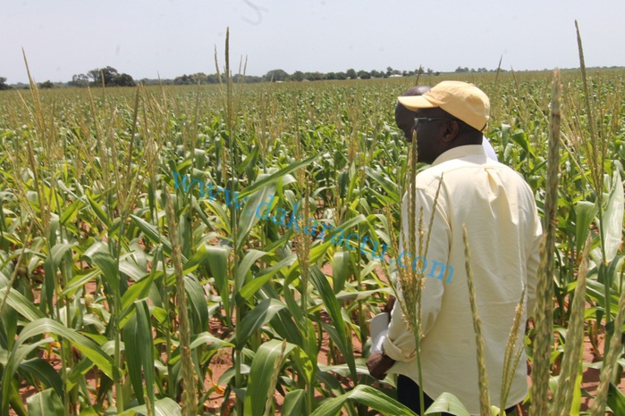 SEFA (région de Sédhiou) : les douze mille tonnes de production de maïs ont trouvé acquéreur
