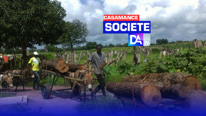 Trafic de bois en Casamance : Un exploitant et cinq conducteurs de charrettes ont été arrêtés à Santandian Trafic de bois en Casamance : Un exploitant et cinq conducteurs de charrettes ont été arrêtés à Santandian