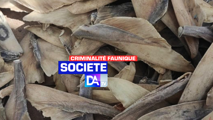 Criminalité faunique : La Douane saisit 11 colis d’ailerons d’une valeur de près de 200 millions FCFA