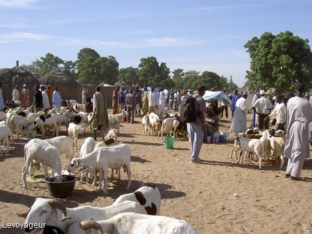 La divagation du bétail à travers champs, source de conflit entre éleveurs et agriculteurs de la région de Louga