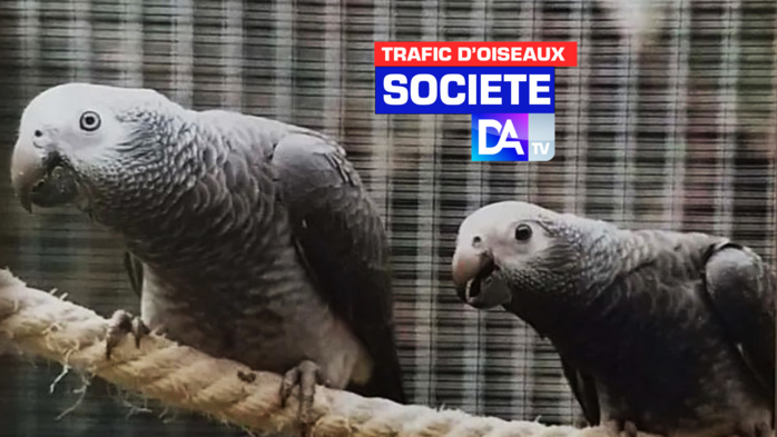 Démantèlement d'un réseau de trafic d’oiseaux entre Dakar et Abidjan: Interpol procède à l'arrestation de plusieurs trafiquants et à la saisie de 123 perroquets. Démantèlement d'un réseau de trafic d’oiseaux entre Dakar et Abidjan: Interpol procède à l'arrestation de plusieurs trafiquants et à la saisie de 123 perroquets.