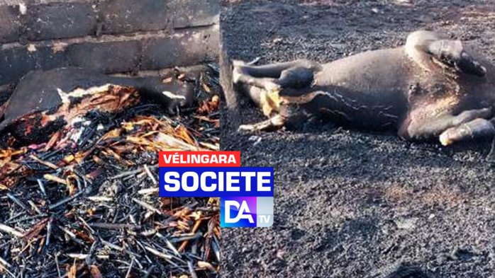 Vélingara : Saré Sawady complètement ravagé par un violent incendie… Vélingara : Saré Sawady complètement ravagé par un violent incendie…