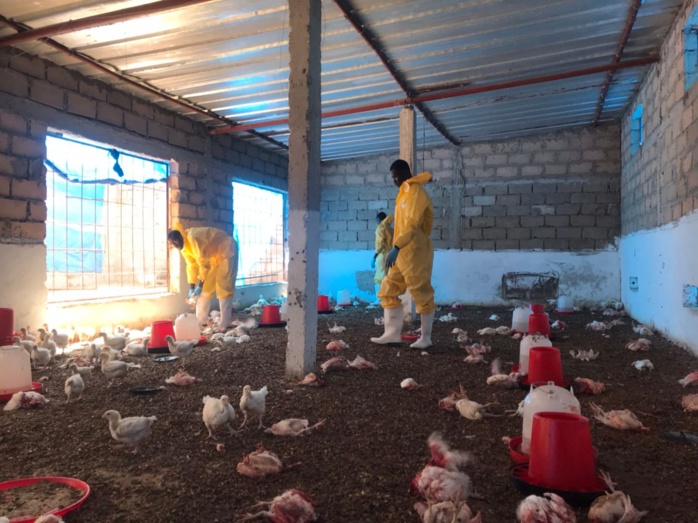 Korité 2023 : Les éleveurs de poulets à l'épreuve de la Grippe Aviaire et de la maladie de Newcastle, entre peine et désillusion Korité 2023 : Les éleveurs de poulets à l'épreuve de la Grippe Aviaire et de la maladie de Newcastle, entre peine et désillusion