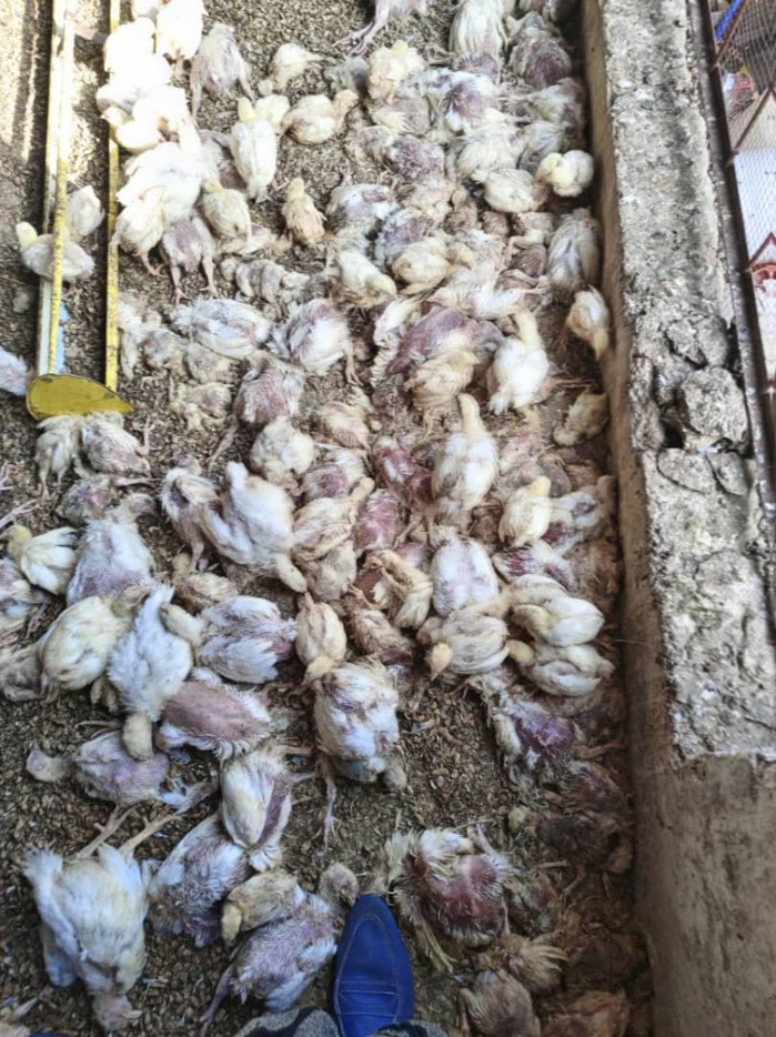 Korité 2023 : Les éleveurs de poulets à l'épreuve de la Grippe Aviaire et de la maladie de Newcastle, entre peine et désillusion Korité 2023 : Les éleveurs de poulets à l'épreuve de la Grippe Aviaire et de la maladie de Newcastle, entre peine et désillusion