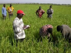 Les agriculteurs de Matam démontent l’affirmation du ministre sur la bonne récolte de cette année