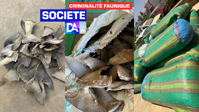 Criminalité faunique : La douane opère une saisie de plus d’une tonne d’ailerons de requin estimée à 418 millions de francs CFA Criminalité faunique : La douane opère une saisie de plus d’une tonne d’ailerons de requin estimée à 418 millions de francs CFA