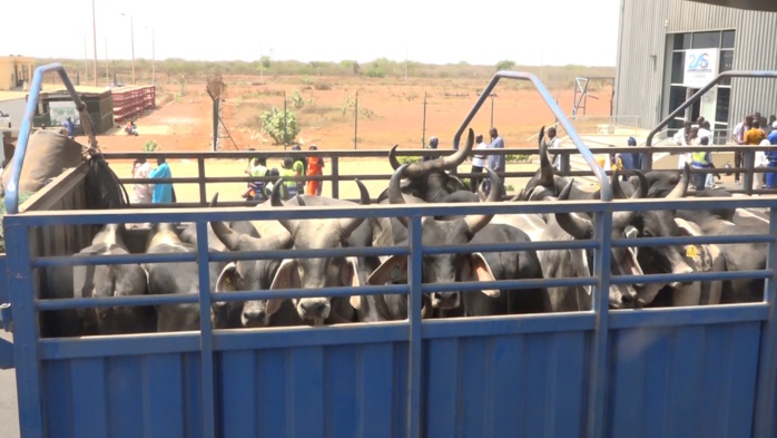 Autosuffisance en Viande : Le député et président de l'Union nationale des organisations d'éleveurs du Sénégal, Harona Gallo Bâ réceptionne 300 boeufs de race Guzera Autosuffisance en Viande : Le député et président de l'Union nationale des organisations d'éleveurs du Sénégal, Harona Gallo Bâ réceptionne 300 boeufs de race Guzera