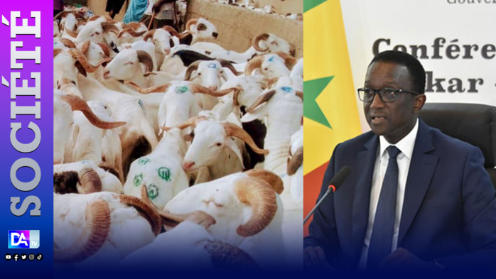 Tabaski 2023 / Approvisionnement en moutons : « 475.604 têtes déjà recensées au niveau national, 58.857 à Dakar et 132.040 importés » (BIG) Tabaski 2023 / Approvisionnement en moutons : « 475.604 têtes déjà recensées au niveau national, 58.857 à Dakar et 132.040 importés » (BIG)