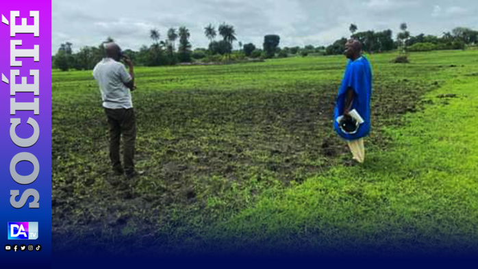 Hivernage à Kolda : les premiers semis se comportent bien... Hivernage à Kolda : les premiers semis se comportent bien...