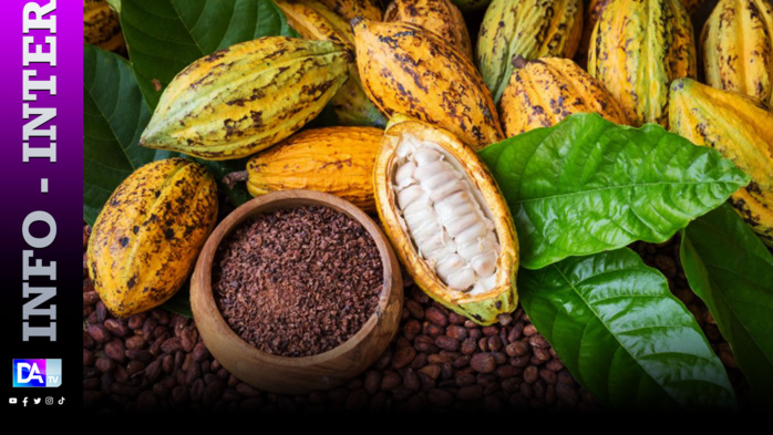 Cacao: la Côte d'Ivoire suspend la vente de contrats d'exportation en raison des intempéries