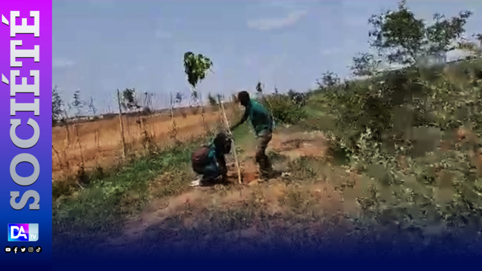 Reboisement de l’Autoroute Ilaa Touba : l’ASERGMV plante 10.000 arbres de 3 m de hauteur Reboisement de l’Autoroute Ilaa Touba : l’ASERGMV plante 10.000 arbres de 3 m de hauteur