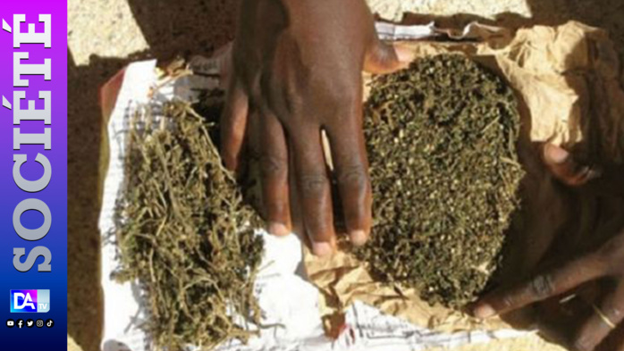 Lutte contre le trafic de drogue: 4kg de Yamba, un véhicule Dacia saisis , 5 personnes interpellées, à Yenne
