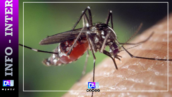 Burkina: 214 morts de la dengue depuis le 1er janvier Burkina: 214 morts de la dengue depuis le 1er janvier