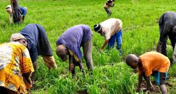 Mécanisation de l’Agriculture au Sénégal : objectif 1,8 million de tonnes de riz blanc par an