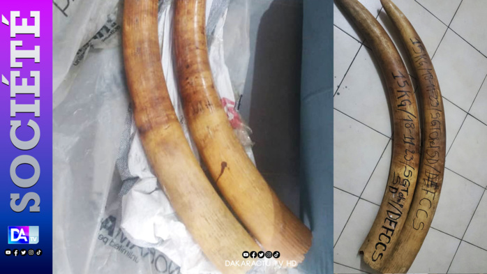 Criminalité faunique à Dakar: Un trafiquant de faune arrêté en possession de deux défenses d'éléphant et de 90 bijoux de luxe en ivoire sculpté