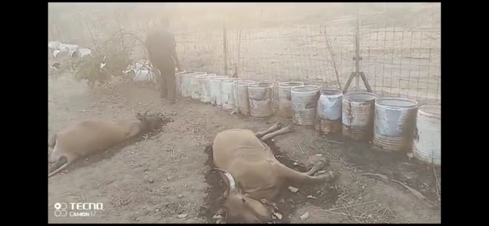 Khossanto : le lac artificiel et les fûts à ciel ouvert de la SORED MINES, décime le bétail des populations! Khossanto : le lac artificiel et les fûts à ciel ouvert de la SORED MINES, décime le bétail des populations!