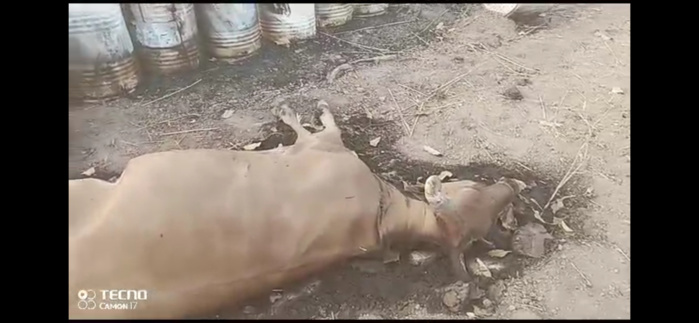 Khossanto : le lac artificiel et les fûts à ciel ouvert de la SORED MINES, décime le bétail des populations! Khossanto : le lac artificiel et les fûts à ciel ouvert de la SORED MINES, décime le bétail des populations!